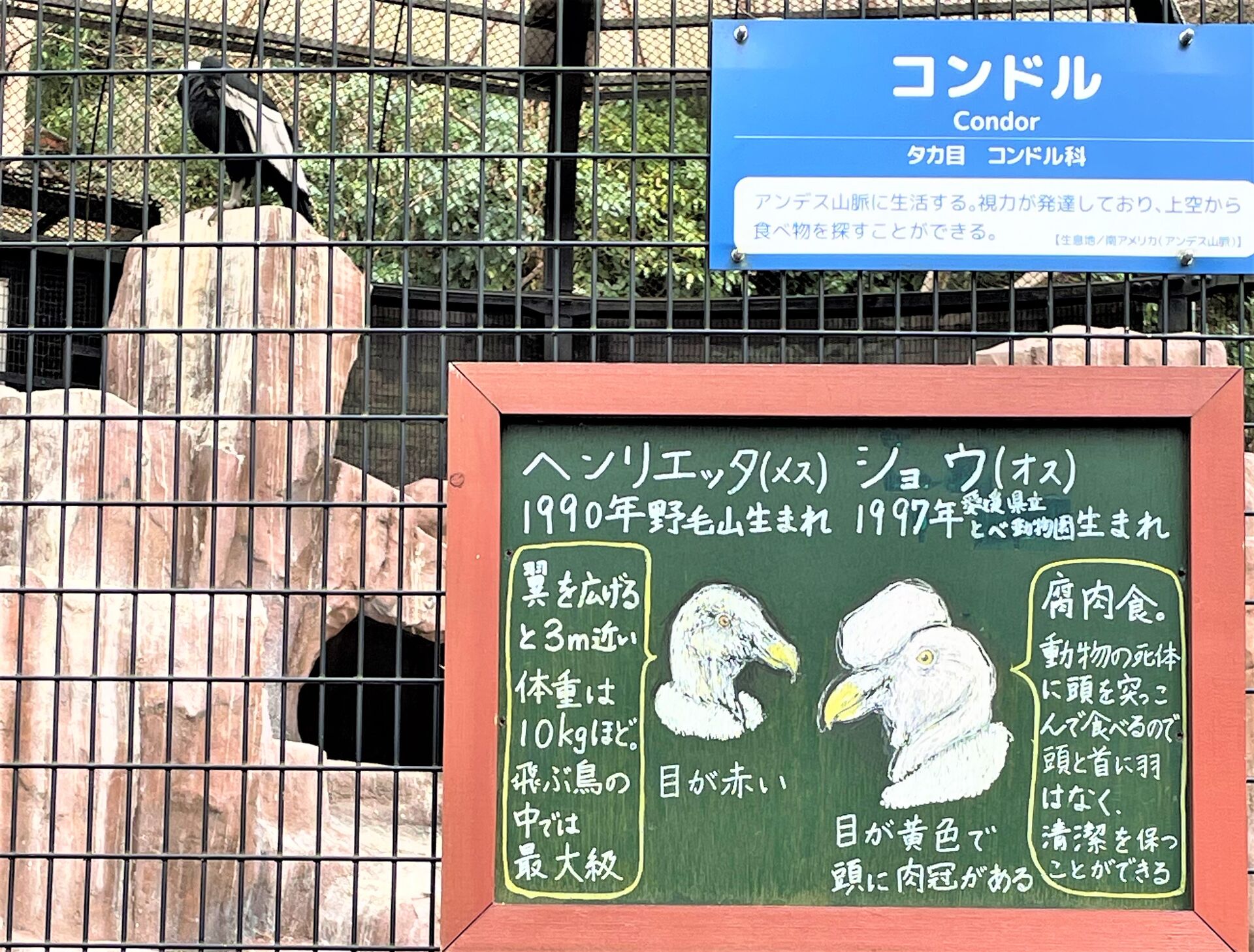 こんどるかんばん