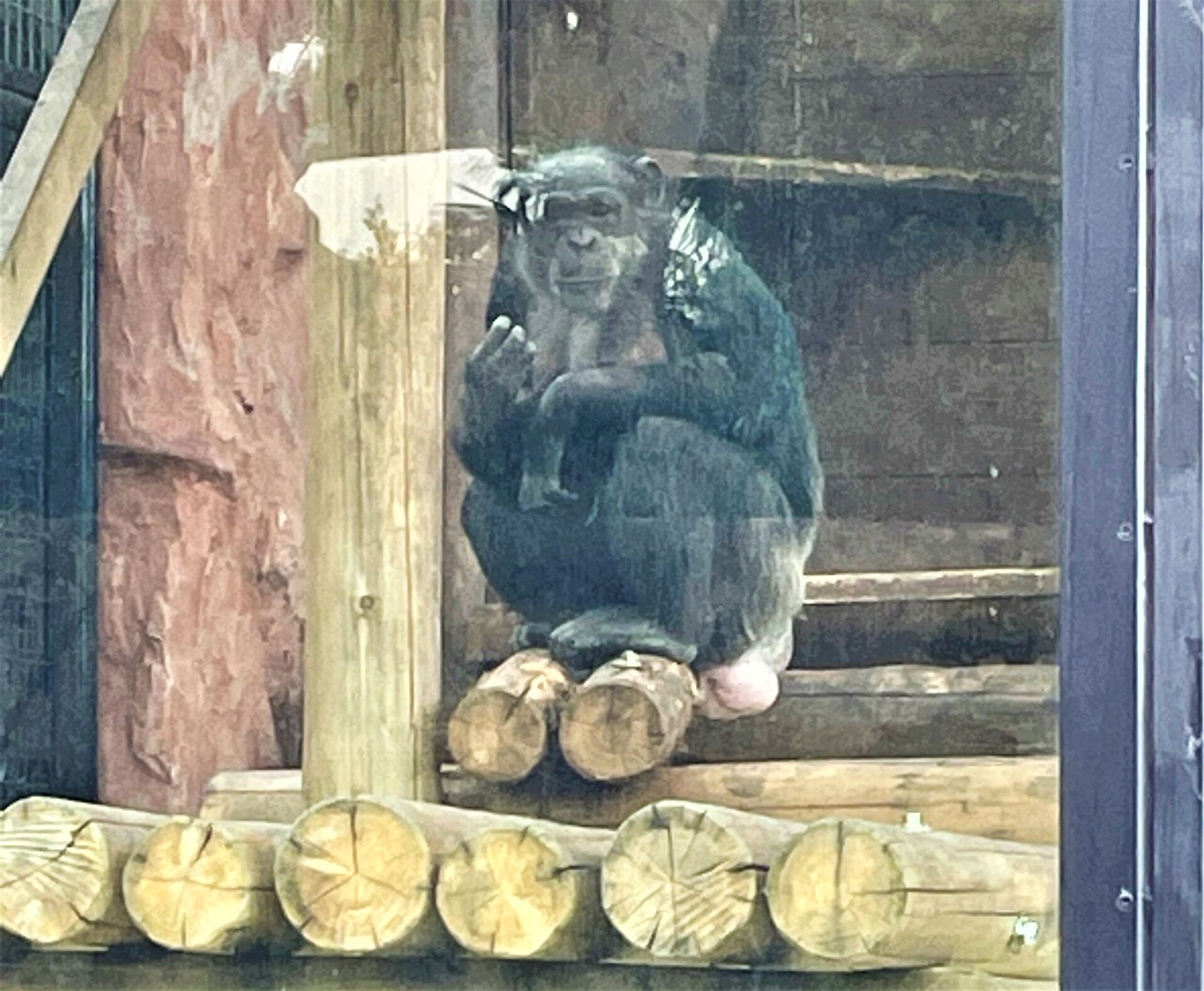 ちんぱんじー