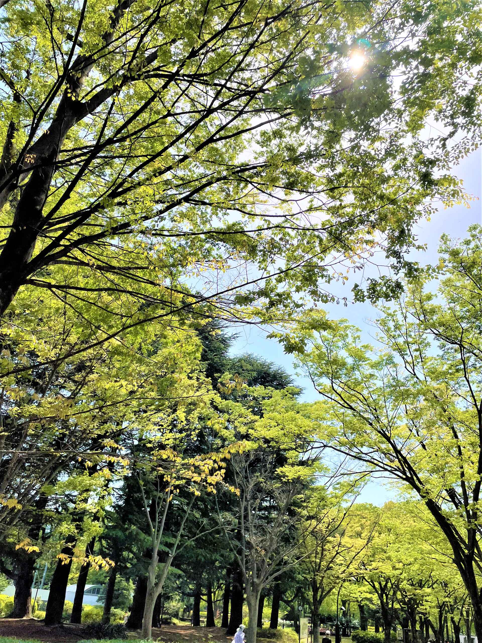 ひざし